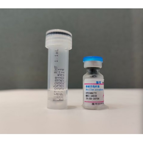 乙型溶血性链球菌